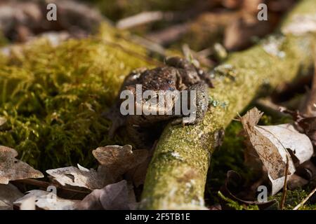 Crapaud commun assis entre les feuilles mortes et les branches dans la forêt plancher au printemps Banque D'Images