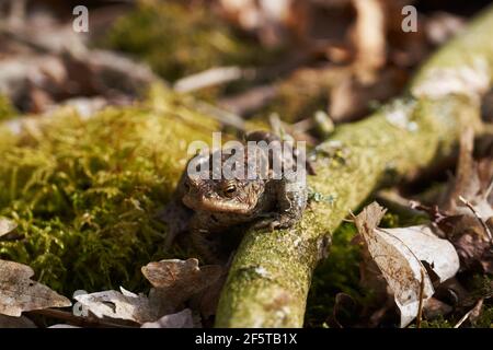 Crapaud commun assis entre les feuilles mortes et les branches dans la forêt plancher au printemps Banque D'Images