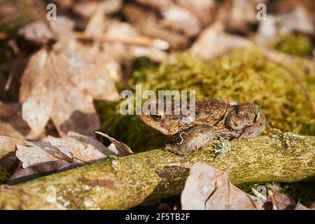 Crapaud commun assis entre les feuilles mortes et les branches dans la forêt plancher au printemps Banque D'Images