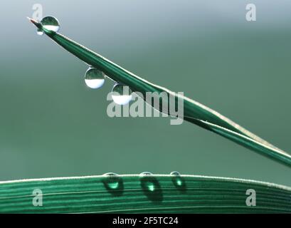 Des gouttes fraîches d'eau transparente sur les lames de l'herbe dans le pré. Rosée du matin en gros plan. Printemps ou été nature arrière-plan. Banque D'Images