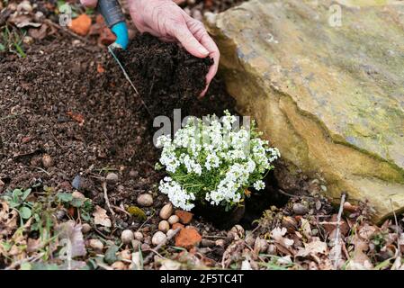 Jardinier plantant Chamois Cresson (Hornungia alpina) Banque D'Images