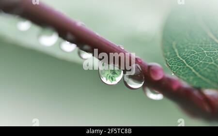 Gouttes d'eau sur la branche de l'arbre gros plan.fond naturel. Banque D'Images