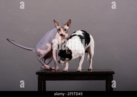 Chat et chien ensemble devant un fond gris, Sphynx canadien, chihuahua Banque D'Images