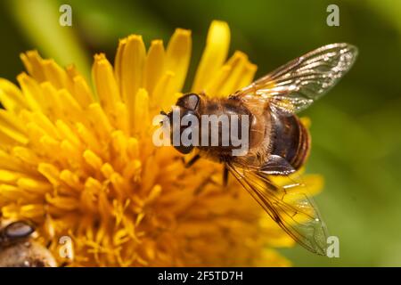 Une abeille sauvage recueille le nectar d'un pissenlit de fleur jaune. Magnifique arrière-plan flou Banque D'Images