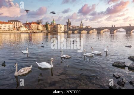 Troupeau de cygnes gracieux flottant sur une surface calme de la rivière dans la vieille ville sous le ciel du coucher du soleil Banque D'Images