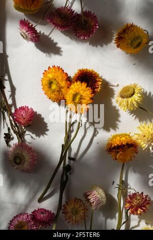 Vue de dessus des fleurs de paille colorées dispersées sur fond blanc dans chambre avec lumière du soleil Banque D'Images