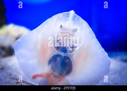 Vue de dessous rapprochée du visage de poisson de bébé Banque D'Images