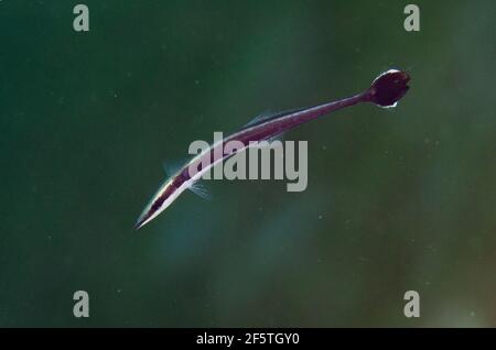 Suckerfish juvénile, Echeneis naucrates, site de plongée de Bandara, Weda, Halmahera, Nord de Maluku, Indonésie, Mer de Halmahera Banque D'Images