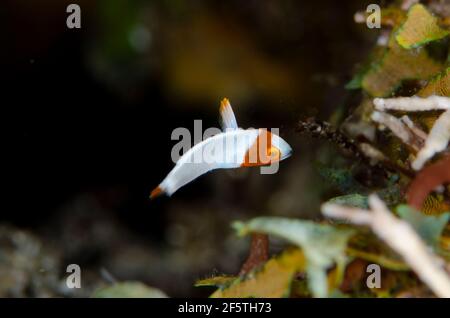 Perroquet bicolore juvénile, Cetoscarus bicolor, site de plongée d'Ulami, Seraya, Karangasem, Bali, Indonésie, Océan Indien Banque D'Images