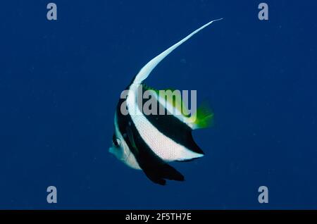 Langouste, Heniochus acuminatus, site de plongée de Segara, Seraya, Karangasem, Bali, Indonésie, Océan Indien Banque D'Images