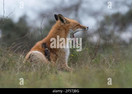 Renard roux qui baille, le renard se détend dans l'herbe, photographié dans les dunes des pays-Bas. Banque D'Images