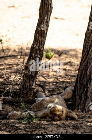 Un CUB de lion endormi à l'ombre d'un arbre Banque D'Images