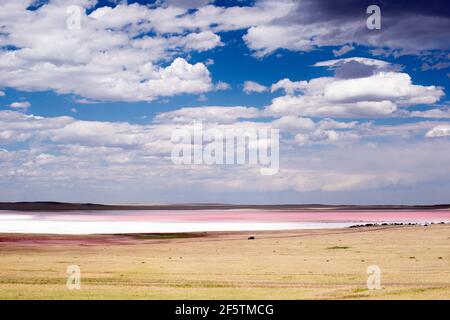 ciel bleu et lac rose dans la steppe Banque D'Images