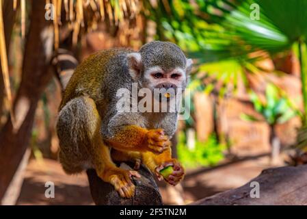 Singe écureuil commun nourri dans le parc des singes à Tenerife, îles Canaries, Espagne. Banque D'Images