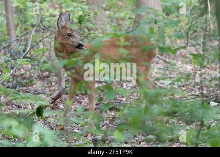 Cerf de Virginie se cachant dans la forêt parmi les feuilles, photographié aux pays-Bas. Banque D'Images