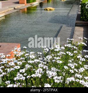 Sunder nursery est un parc du XVIe siècle situé près du tombeau d'Humayun, dans l'Inde de New Delhi. Ces fleurs colorées augmentent la gloire et Banque D'Images