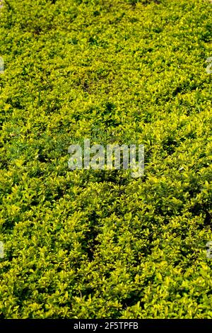 Sunder nursery est un parc du XVIe siècle situé près du tombeau d'Humayun, dans l'Inde de New Delhi. Ces fleurs colorées augmentent la gloire et Banque D'Images