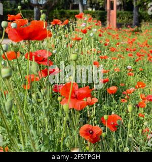 Sunder nursery est un parc du XVIe siècle situé près du tombeau d'Humayun, dans l'Inde de New Delhi. Ces fleurs colorées augmentent la gloire et Banque D'Images