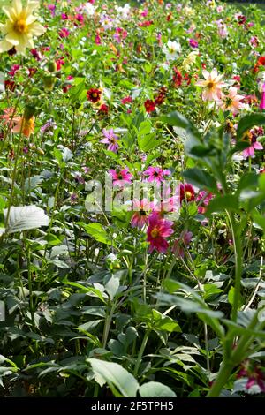 Sunder nursery est un parc du XVIe siècle situé près du tombeau d'Humayun, dans l'Inde de New Delhi. Ces fleurs colorées augmentent la gloire et Banque D'Images