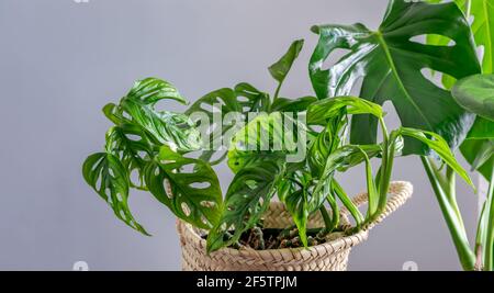 Ensemble de deux plantes tropicales maison. Monstera Swiss cheese plant ou Monstera deliciosa et Monstera Monkey Mask dans les pots de fleurs en gros plan. Bons Mons tropicaux Banque D'Images