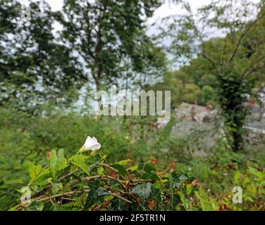 Convolvulus et Ivy sur un mur au-dessus de Clovelly. Un petit port et un village à flanc de colline ont perdu dans le temps sur la côte du nord du Devon Banque D'Images