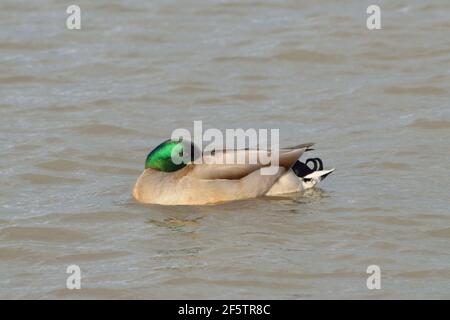 Un Canard colvert sur la Tamise à North Woolwich, Londres Banque D'Images