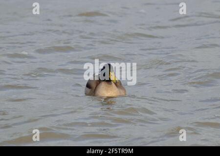 Un Canard colvert sur la Tamise à North Woolwich, Londres Banque D'Images