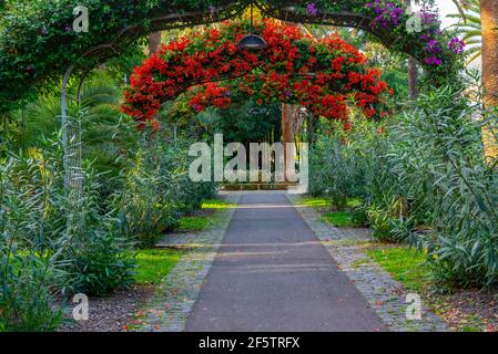 Parc de Garcia Sanabria à Santa Cruz de Tenerife, îles Canaries, Espagne. Banque D'Images