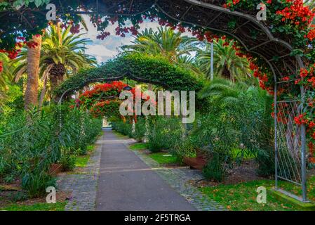 Parc de Garcia Sanabria à Santa Cruz de Tenerife, îles Canaries, Espagne. Banque D'Images