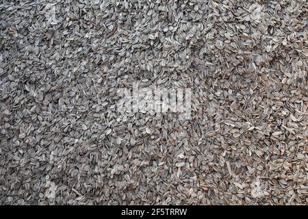 Graines de tournesol fraîchement récoltées. Convient à une utilisation en arrière-plan. Banque D'Images