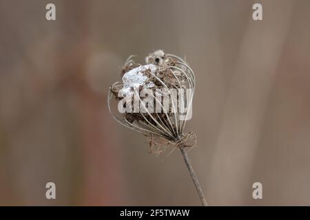 Fleur de carotte sauvage en hiver Banque D'Images