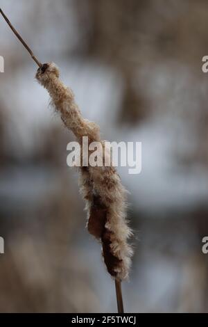 En hiver, ils sont enneigés Banque D'Images