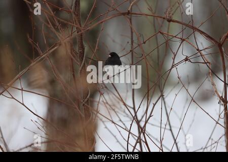 junco aux yeux sombres sur les branches Banque D'Images