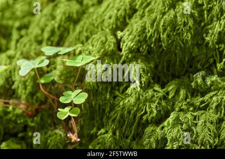 Sorelle commune en bois et mousse verte sur un fond de forêt, un jour d'été ensoleillé. Oxalis acétosella, parfois appelé shamrock. Banque D'Images