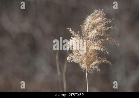 Les roseaux soufflent dans le vent d'hiver Banque D'Images