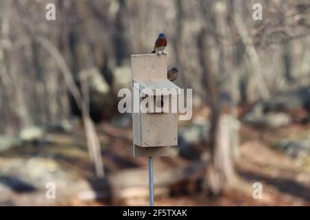 Paire de Bluebird de l'est sur une boîte de Bluebird maison Banque D'Images