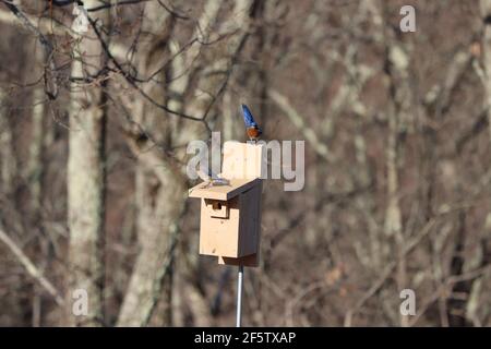 Paire de Bluebird de l'est sur une boîte de Bluebird maison Banque D'Images