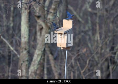 Paire de Bluebird de l'est sur une boîte de Bluebird maison Banque D'Images