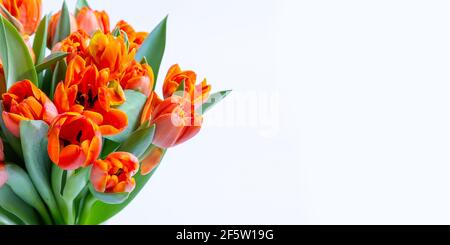 Bouquet de tulipes rouge-jaune sur fond blanc. Copier l'espace pour le texte, la mise à plat. Bannière. Gros plan. Banque D'Images