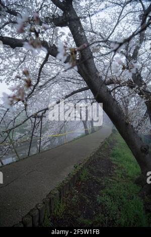 Sentier déserté bordé de cerisiers le matin d'une matinée brumeuse à Nara, au Japon. Les craintes du coronavirus ont entraîné une réduction de l'observation du hanami ou des cerisiers en fleurs Banque D'Images