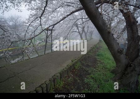 Sentier déserté bordé de cerisiers le matin d'une matinée brumeuse à Nara, au Japon. Les craintes du coronavirus ont entraîné une réduction de l'observation du hanami ou des cerisiers en fleurs Banque D'Images