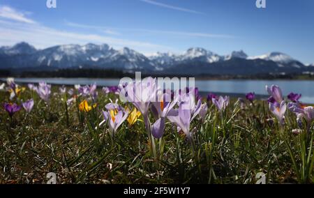 28 mars 2021, Bavière, Füssen : les crocodiles fleurissent au soleil sur les rives de l'Hopfensee. Photo : Karl-Josef Hildenbrand/dpa Banque D'Images