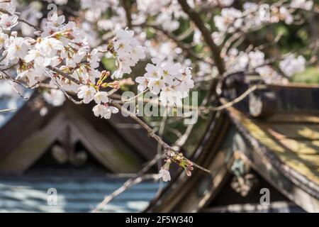 Les cerisiers japonais sakura fleurissent au sanctuaire Himuro Jinja à Nara, au Japon, fin mars Banque D'Images