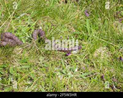 Femelle unique d'un additionneur européen commun (nom latin Vipera berus) Sur le mont Mokra Gora en Serbie Banque D'Images