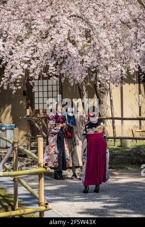 Un diplômé de l'université pose pour des photos avec son certificat de remise des diplômes sous la fleur de cerisier sakura au sanctuaire Himuro Jinja à Nara, Japon Banque D'Images