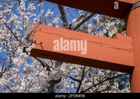 La porte torii du sanctuaire Himuro Jinja à Nara, Japon à la fin du mois de mars, entouré de cerisiers en fleurs de sakura Banque D'Images