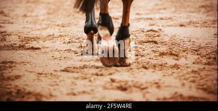 Un cheval de la baie marche à travers l'arène, en marche avec des sabots de gazon sur le sable. Sports équestres. Banque D'Images