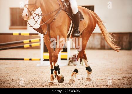 Un beau cheval de sorrel avec un cavalier dans la selle et une longue queue marche fièrement à travers l'arène de sable après la barrière jaune-noir, sur laquelle il Banque D'Images