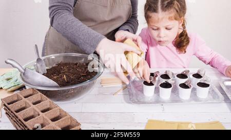 Petite fille aidant à planter des graines d'herbes dans de petits contenants pour un projet homeschool. Banque D'Images