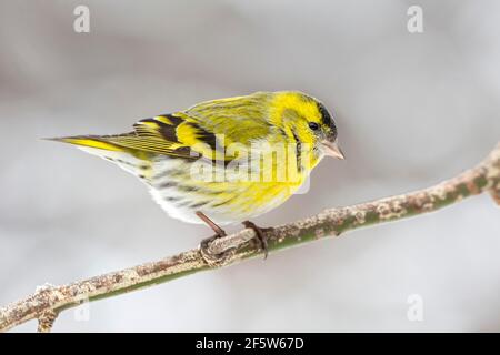 Siskin eurasien (Carduelis spinus), homme, assis sur la branche, Tyrol, Autriche Banque D'Images